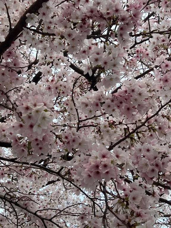 お花見🌸✨