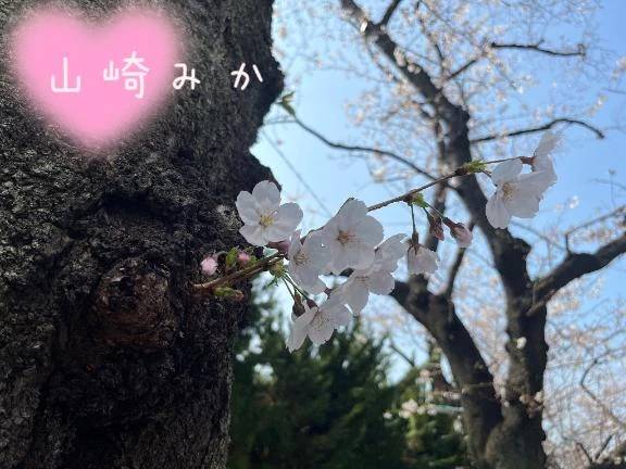 さくら♡