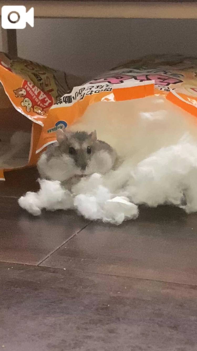 可愛すぎるぅ