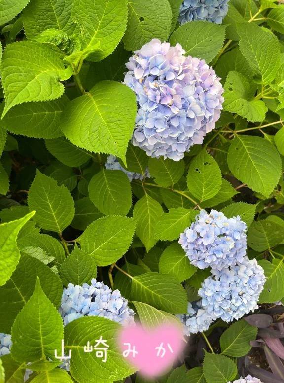 あじさい♡