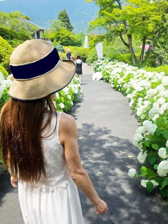 紫陽花