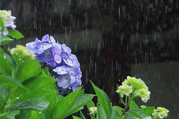 雨ですね