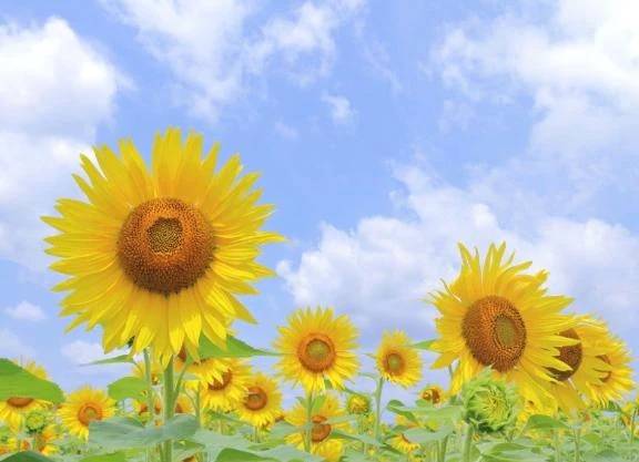 7月になりました
