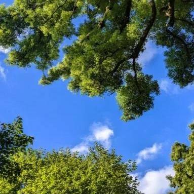 蝉が鳴いた🌳