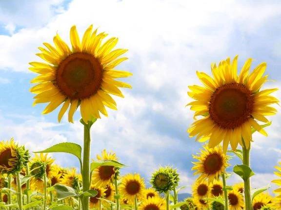 🌻🌻🌻