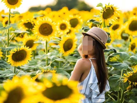 🌻🌻🌻