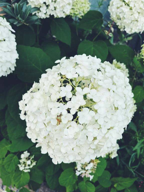 ありがとう🌼