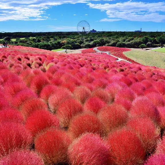 コキア🔴