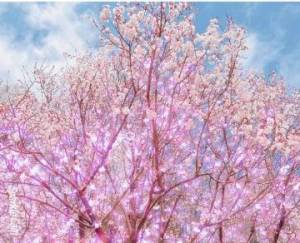 桜🌸の季節