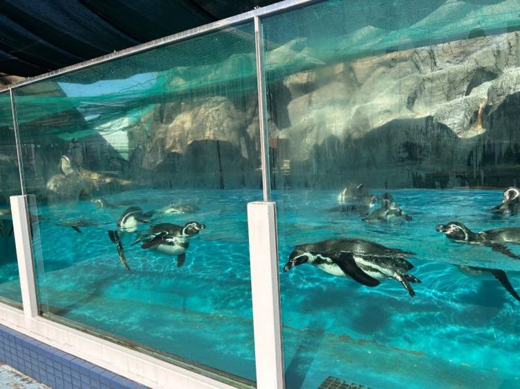 水族館が好き🐟