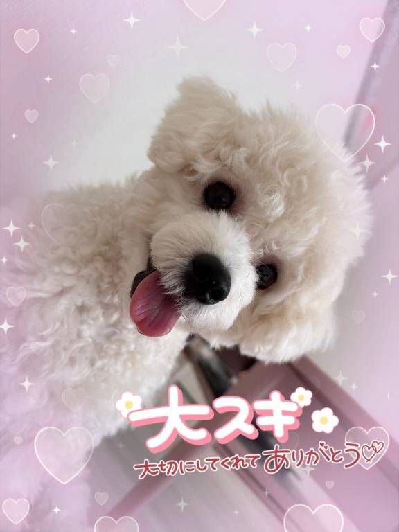 🈵🈵仲良しさまで完売しています🈵🈵