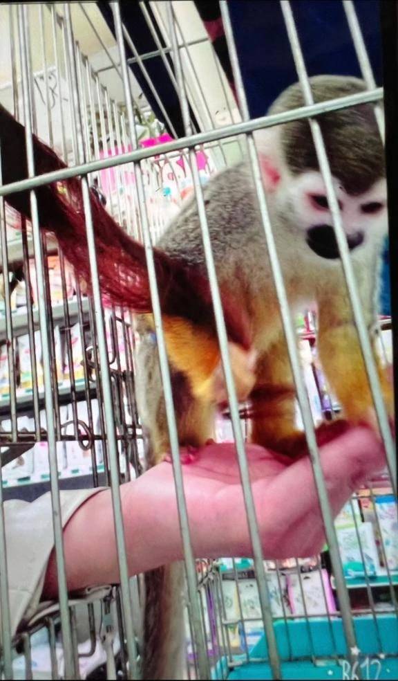 手乗り猿🐒🩷