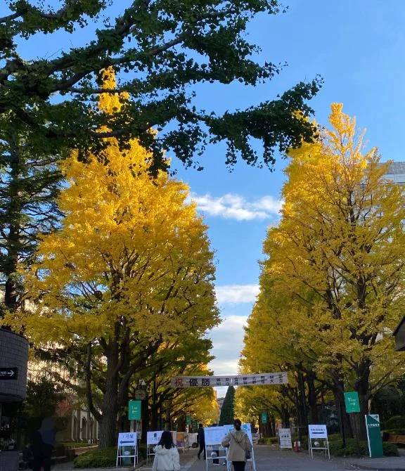 お昼過ぎのいちょう並木