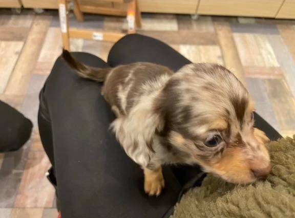 🩷今日のワンコ🩷