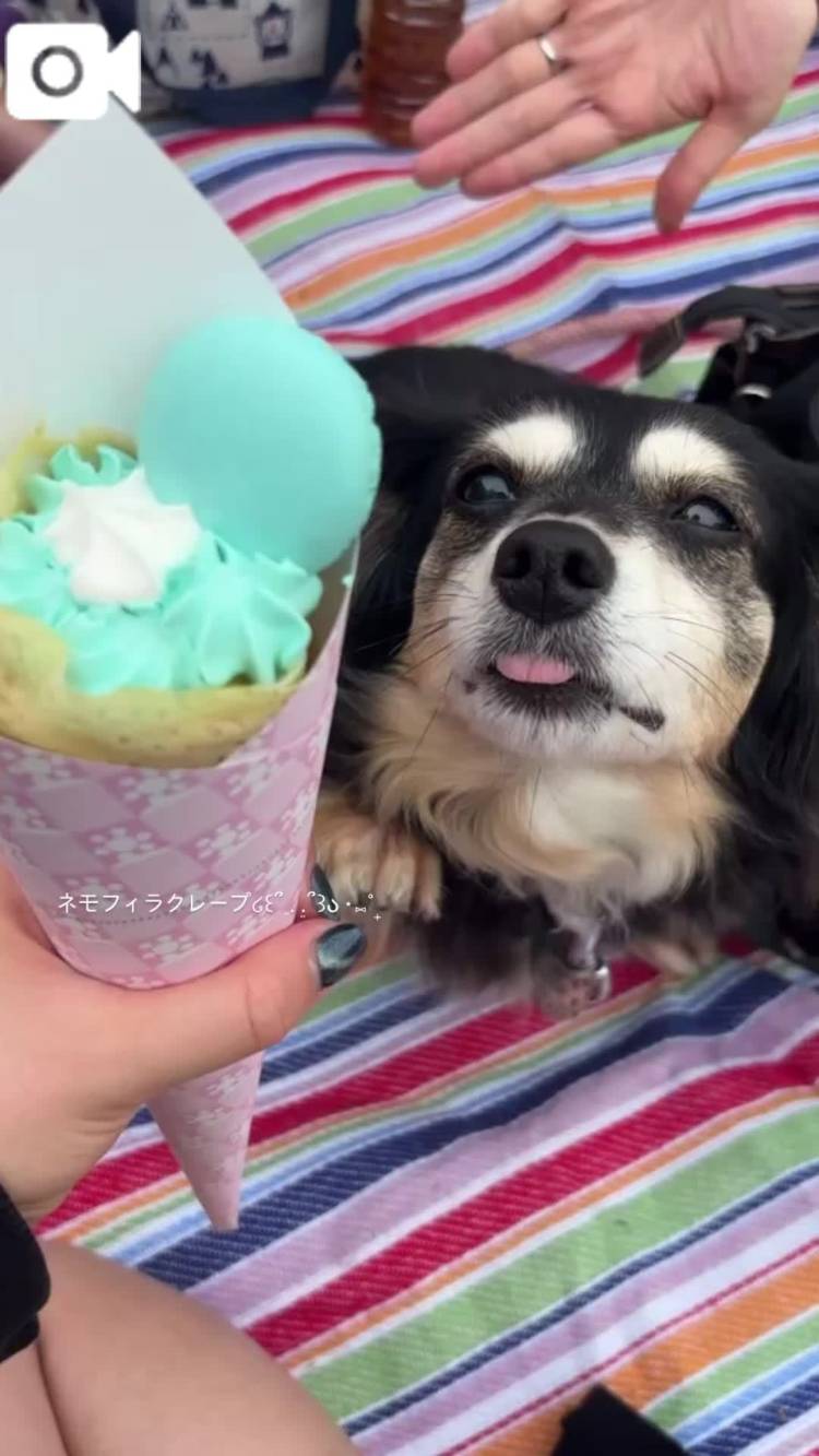 🐶かあいい💖💖💖