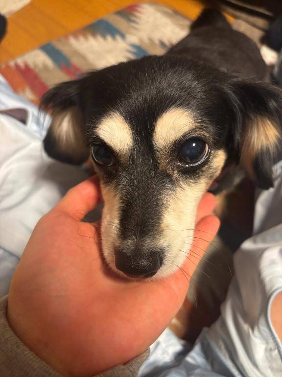 わんわん🐶