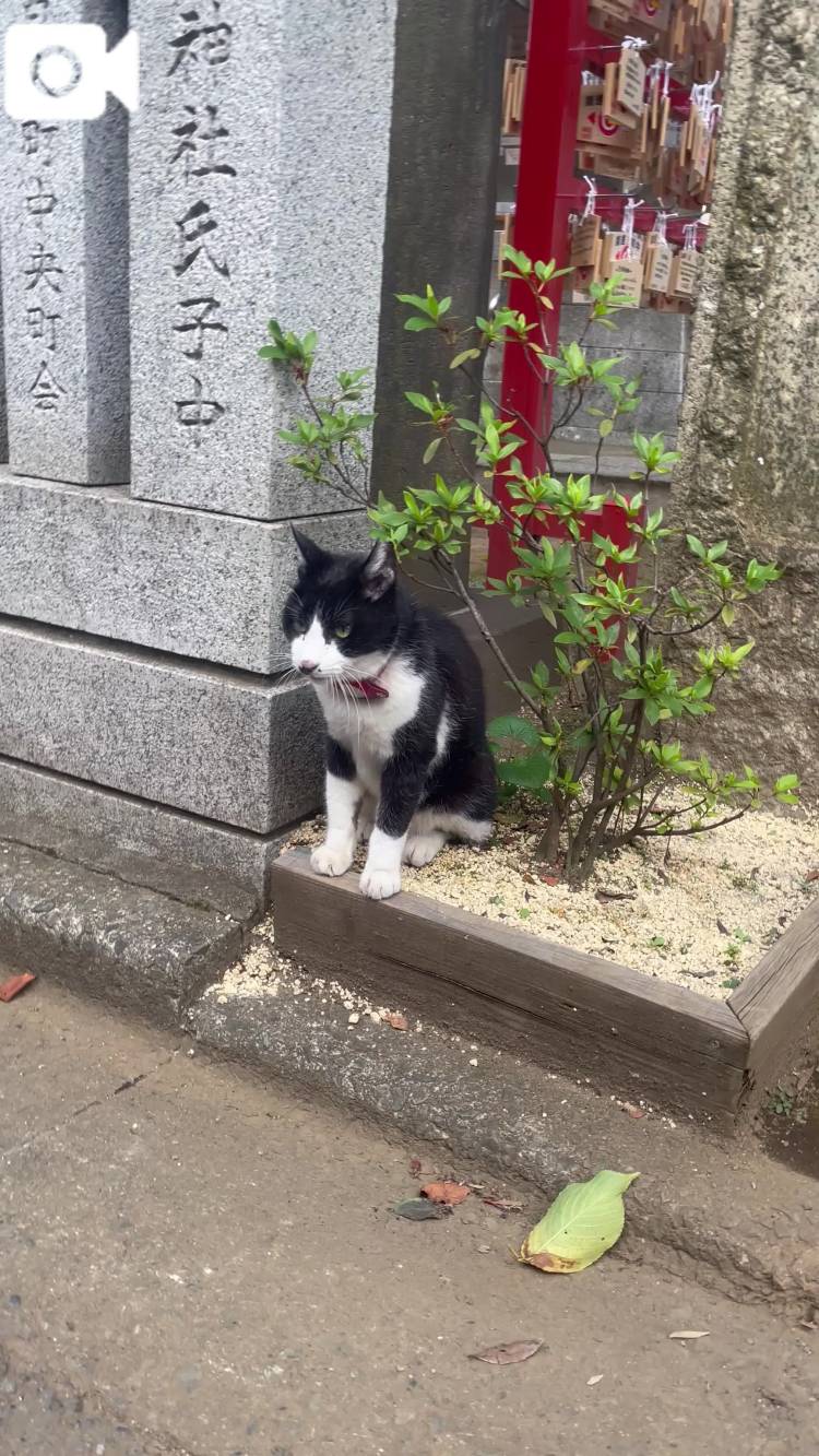 ねこちゃん！