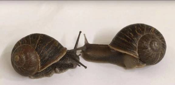 クイズ!!🐌