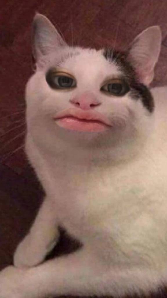 いるにゃ