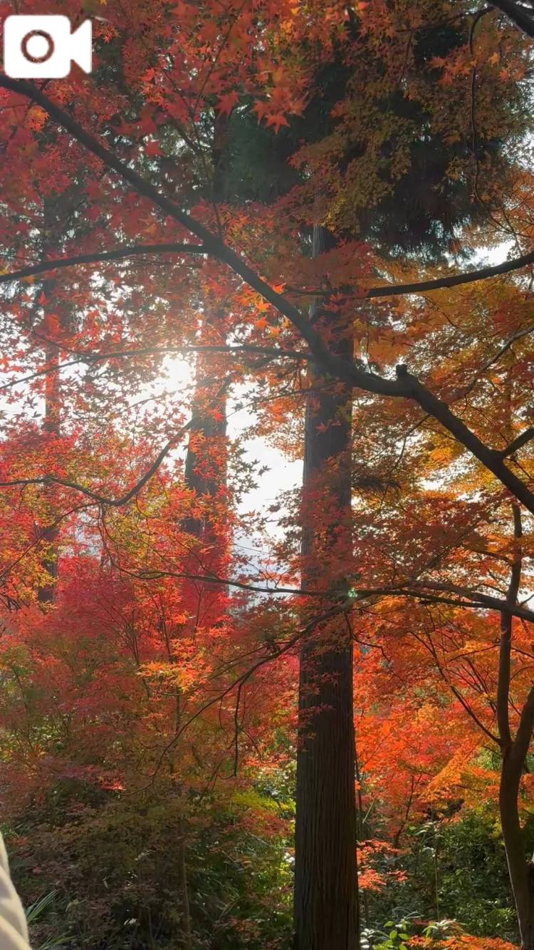 紅葉日和🍁