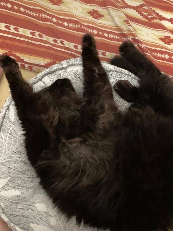 (ᴗ͈ ᴗ͈ ꢏ[ お知らせ ]ꢖ