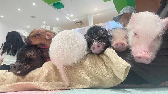 昨日の私の膝の上