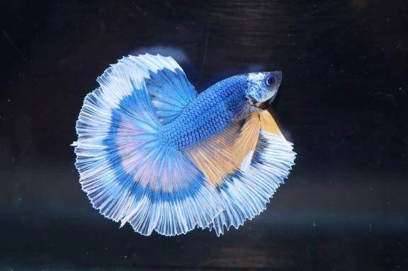 るりちまが好きな魚