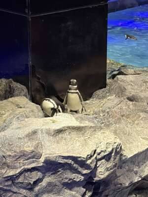 あけおめです🐧