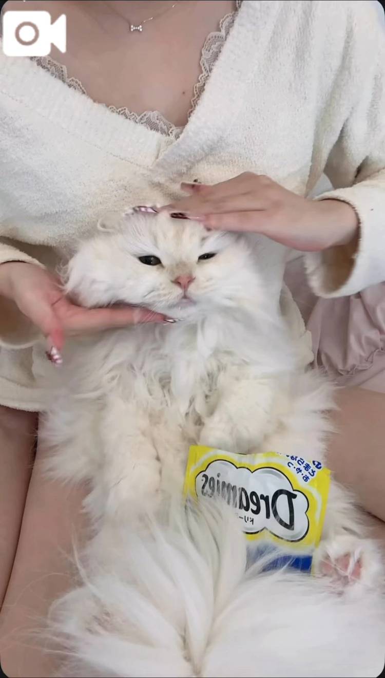 🐱好きすぎて滅🐱⚠︎音出るよ⚠︎