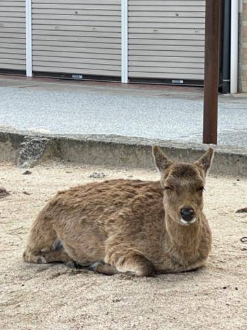 悲しみに暮れています