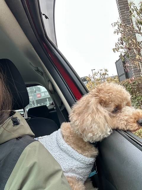 ドライブスルーで選ぶチョパ坊