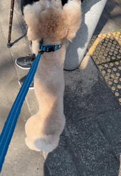 今日のワンコ🐶