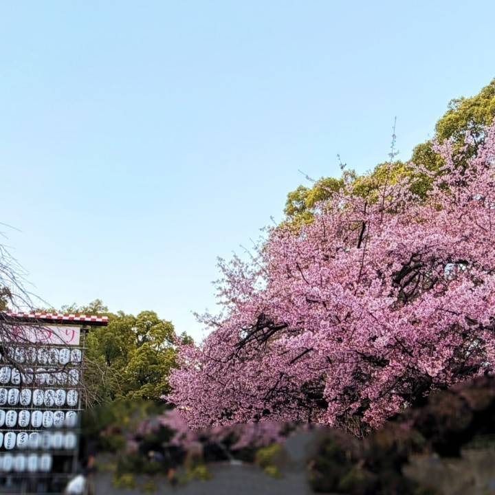 ♡花見♡
