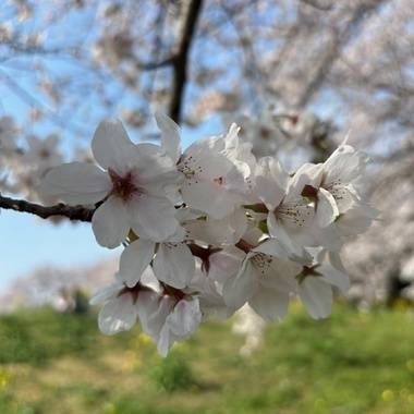 4月の予定🌸