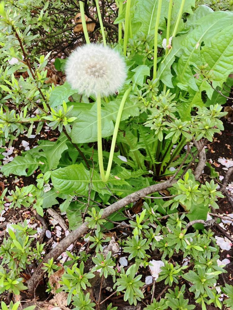ぽぽげ