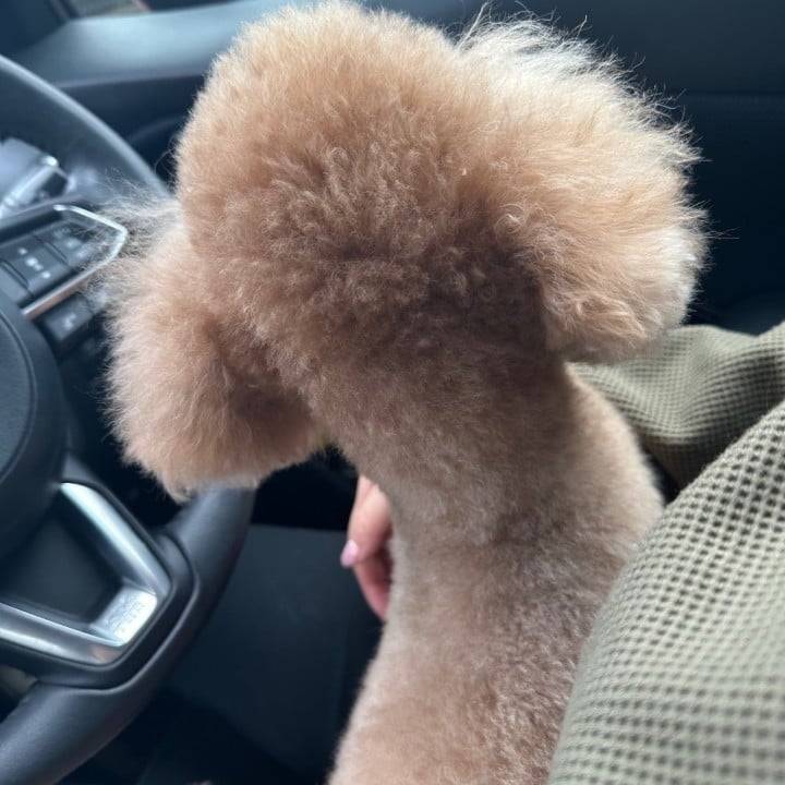 甘えん坊🐶
