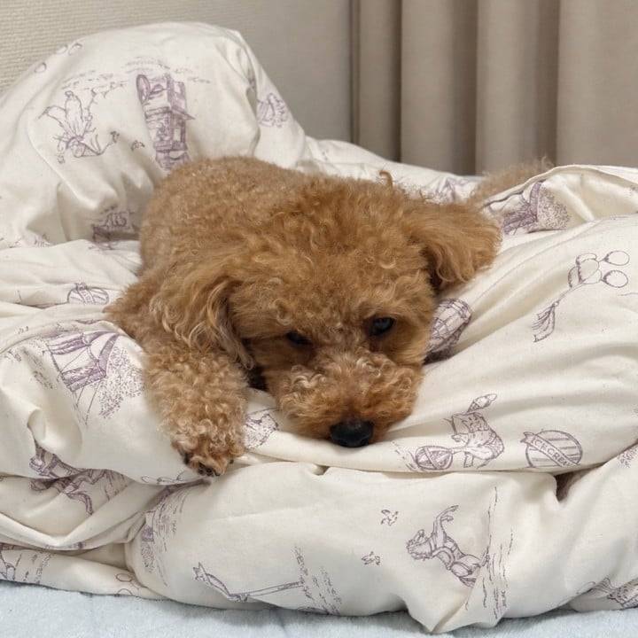 ふかふか大好き🛏️