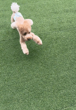 ドッグラン🐶