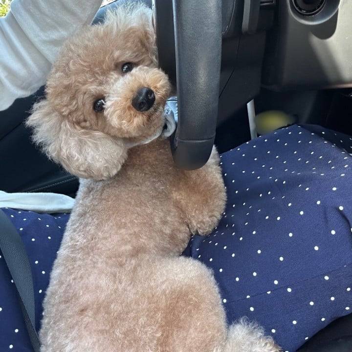 甘えん坊🐶