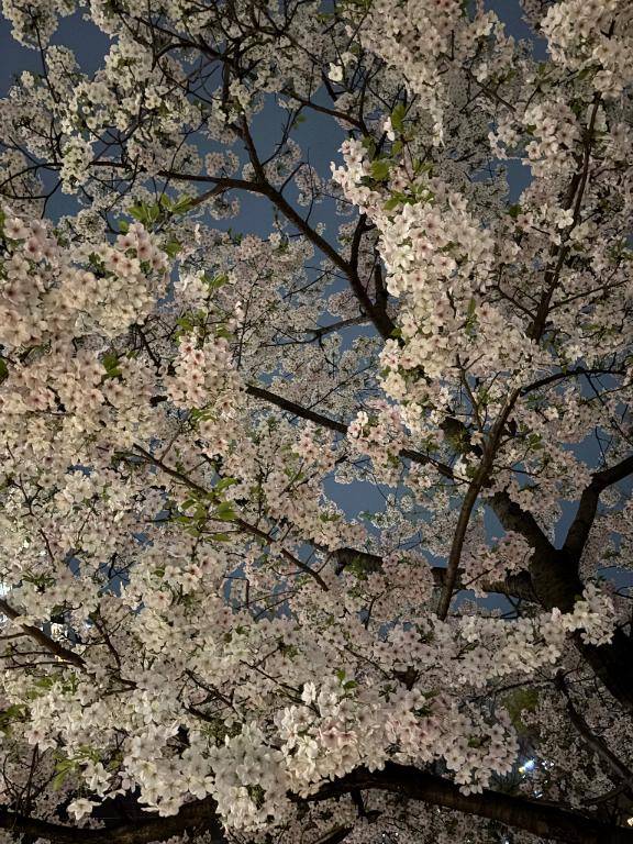 4月は新しいスタート🌸