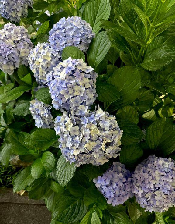 紫陽花🪷