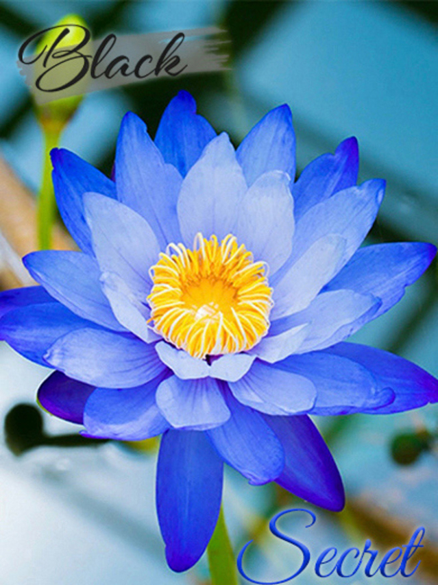 まなみ（品川 デリヘル）