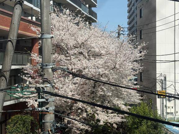 桜🌸
