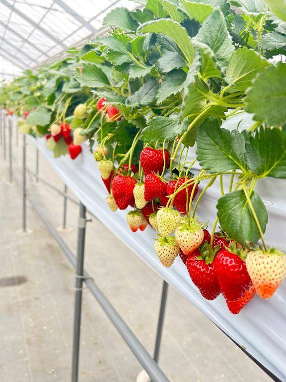 🍓🍓🍓