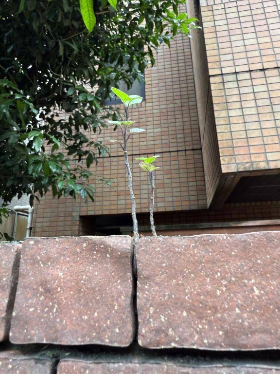 やっぱり気になる木