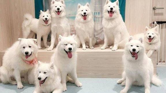 行ってみたい🐶