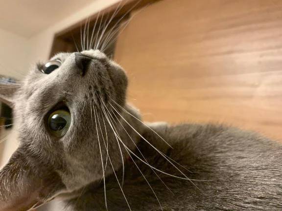 オキニトークなど活用してね