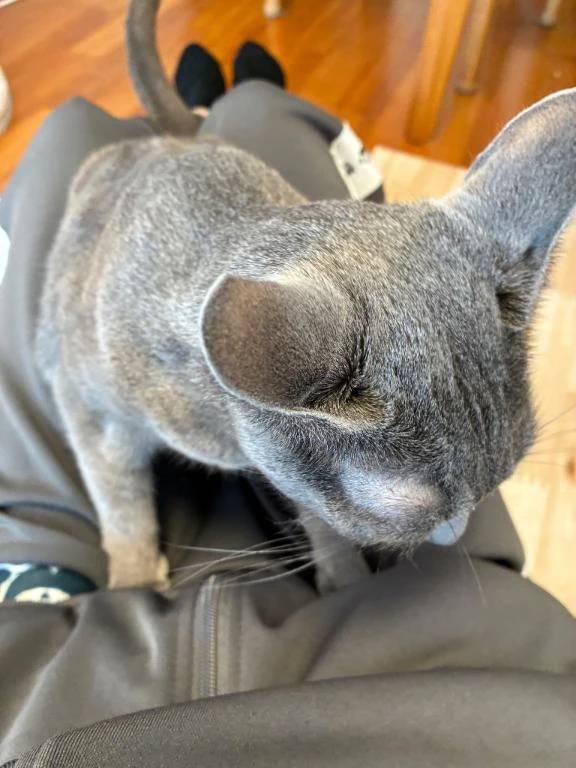 2月最後もありがとう😼💐