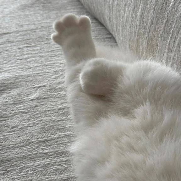 ありがとうございます🐱🫧