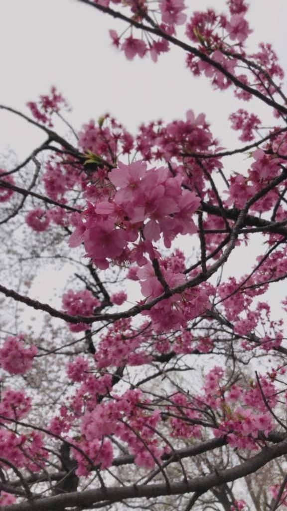 出勤しました🌸